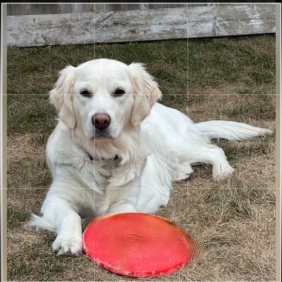 Other - Gracie’s new favorite toy.